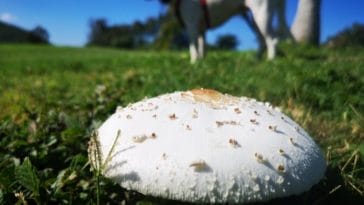 Her Beloved Dog Died After Eating Poisonous Mushrooms