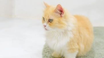 I Was Shocked to Hear Vets Considered Munchkin Cats Disabled!