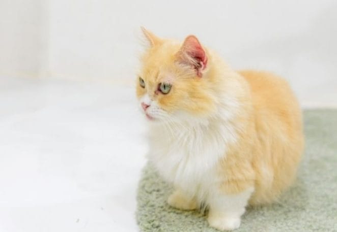 I Was Shocked to Hear Vets Considered Munchkin Cats Disabled!