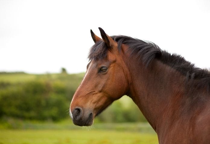 Male Bay Horse Names (geldings:stallions)