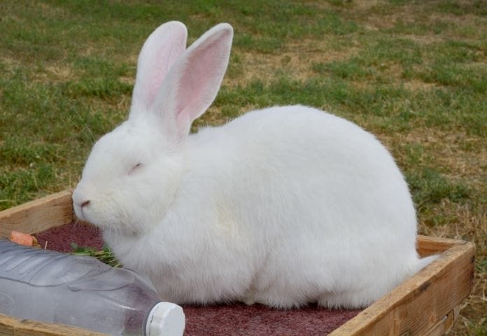 Best Giant Rabbit Names: Over 100+ Name Ideas for Giants Bunnies