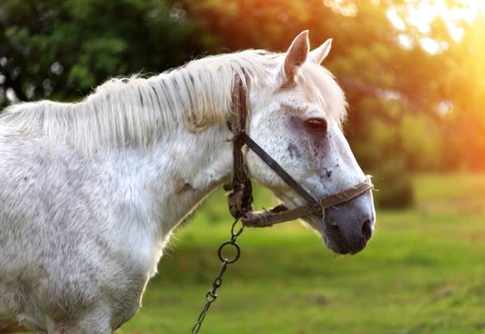 Male Nature-inspired Horse Names