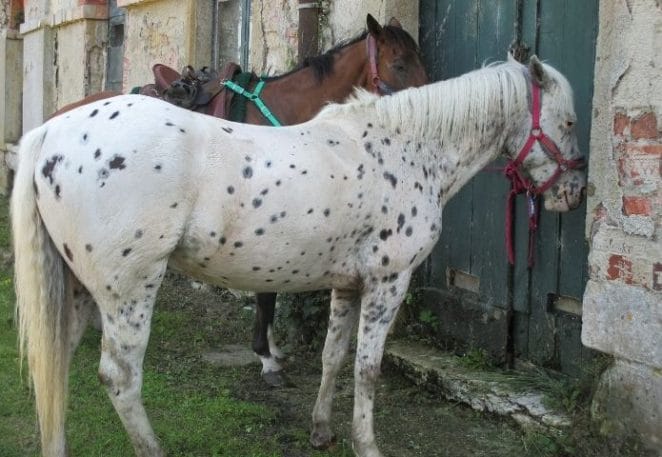 Male Turkoman Horse Names