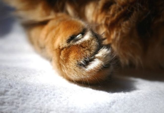 New York is the first US state to ban cat declawing.