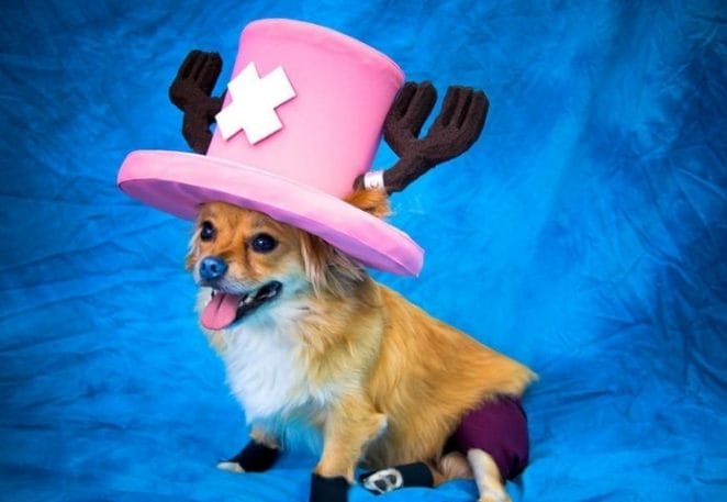 Best Anime Pet Names: Over 200 Unique Name Ideas For Your New Pet Best Anime Pet Names: Over 200 Unique Name Ideas For Your New Pet