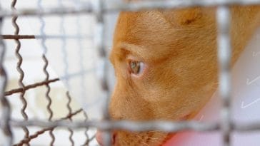 Online Marketplaces in the UK Come Together to Fight Pet Scam