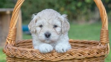 Over 50 Sesame Street Inspired Dog Names