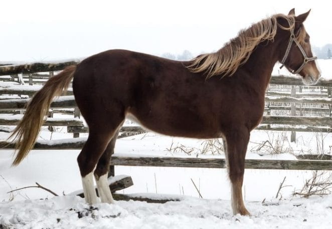 Snow Bay Horse Names