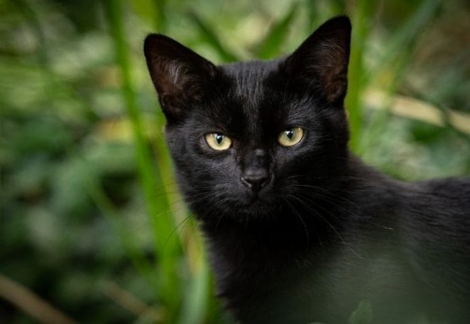 Spiritual Black Cat Names