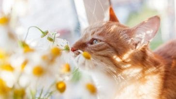 Spiritual Female Cat Names