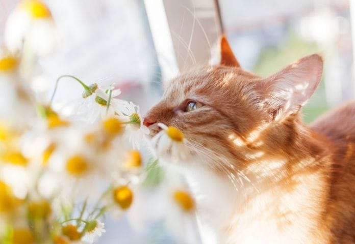 Spiritual Female Cat Names