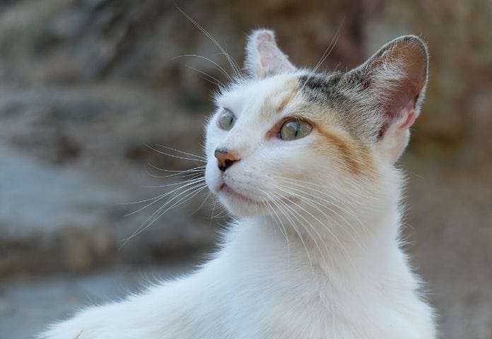 Spiritual Male Cat Names