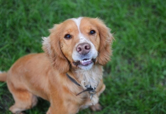 Study on dog buying in the UK