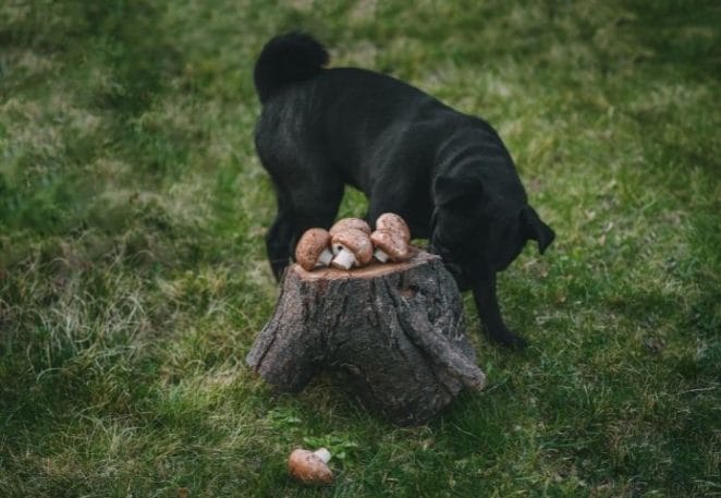 Symptoms of Mushroom Poisoning