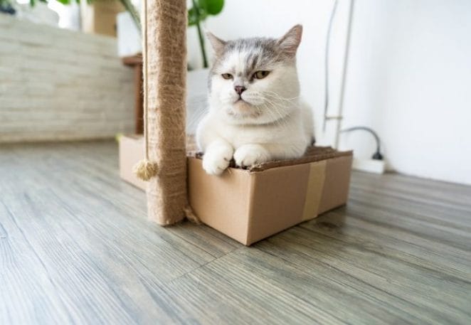The Munchkin Cat is Considered Controversial By Vets