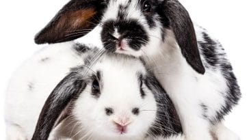 The Ultimate List of 50+ Black and White Rabbit Names