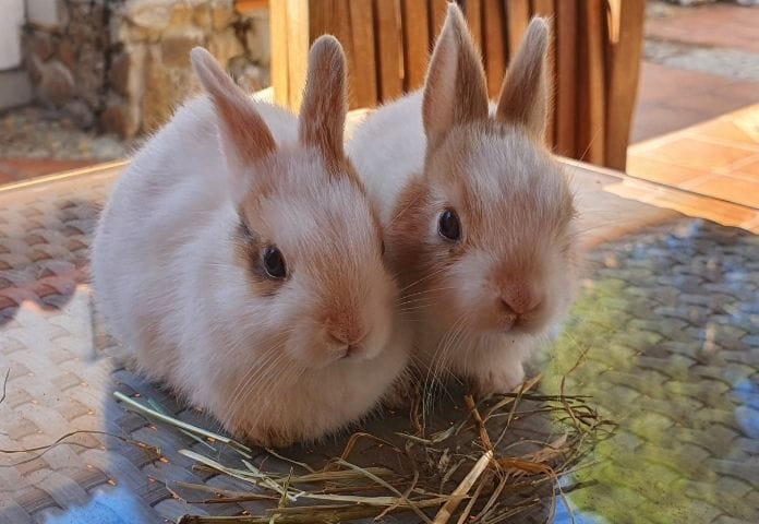 What Is Spanish For Rabbit