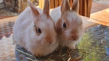 The Ultimate List of 90+ Best Spanish Rabbit Names
