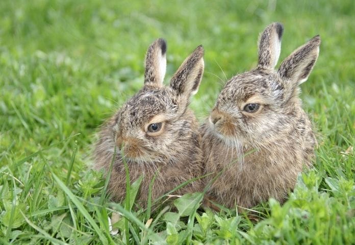 top-rabbit-pair-names-list-of-100-for-a-pair-of-rabbits