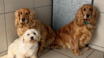 Various popular breeds