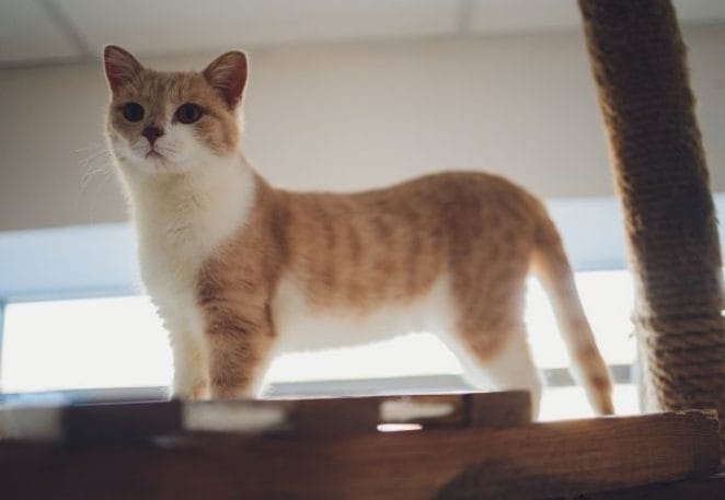 What are Munchkin cats?