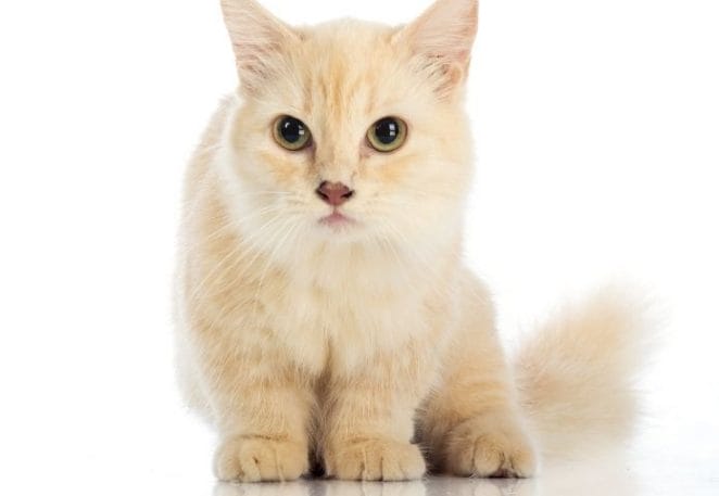 Why Vets Consider Breeding Munchkin Cats Cruel?