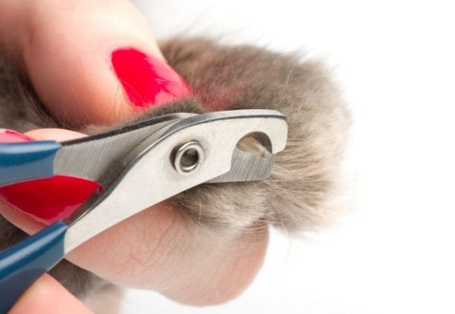 Why pet owners do cat declawing?