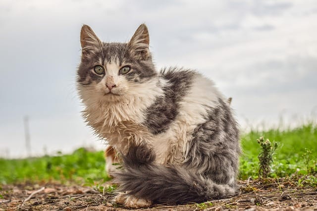 abandoned-cat