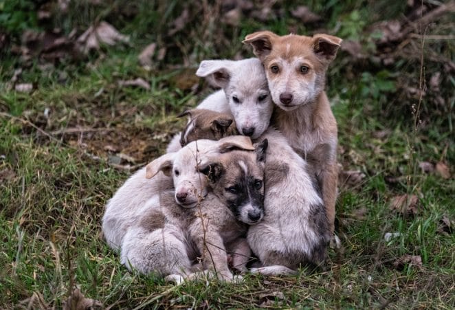 abandoned-dog