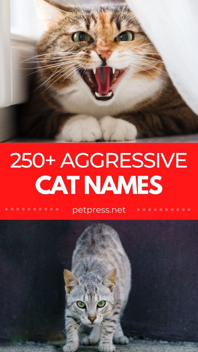 aggressive cat names