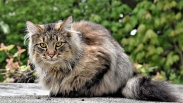 arabic-persian-cat-names