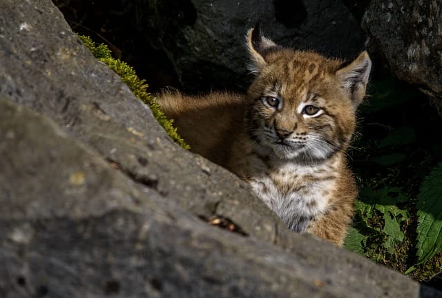 baby-lynx-cat-names