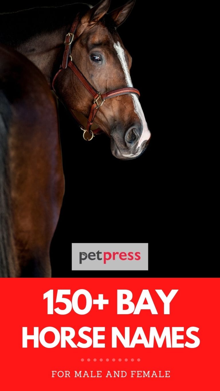 150+ Best Bay Horse Names Male and Female Name Ideas