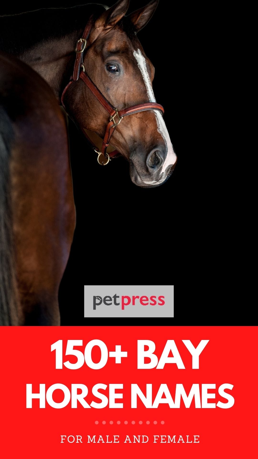 150+ Best Bay Horse Names Male and Female Name Ideas