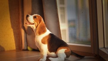 beagle-puppy-scam