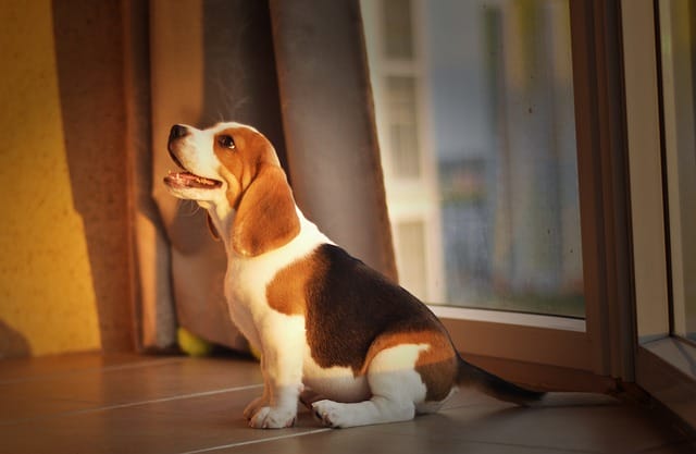 beagle-puppy-scam