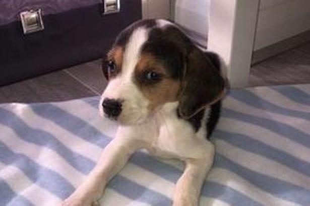 beloved-beagle