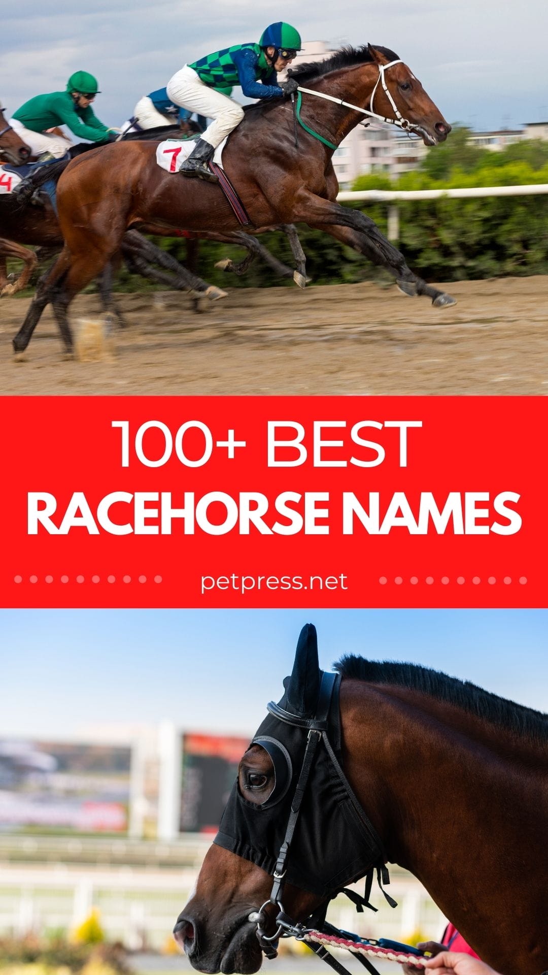 100+ Best Racehorse Names: Funny And Famous Name Ideas