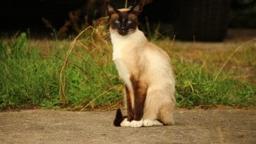 best-siamese-warrior-cat-names