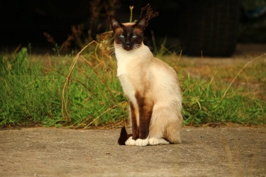 80-best-siamese-warrior-cat-names-for-your-siamese-kitten