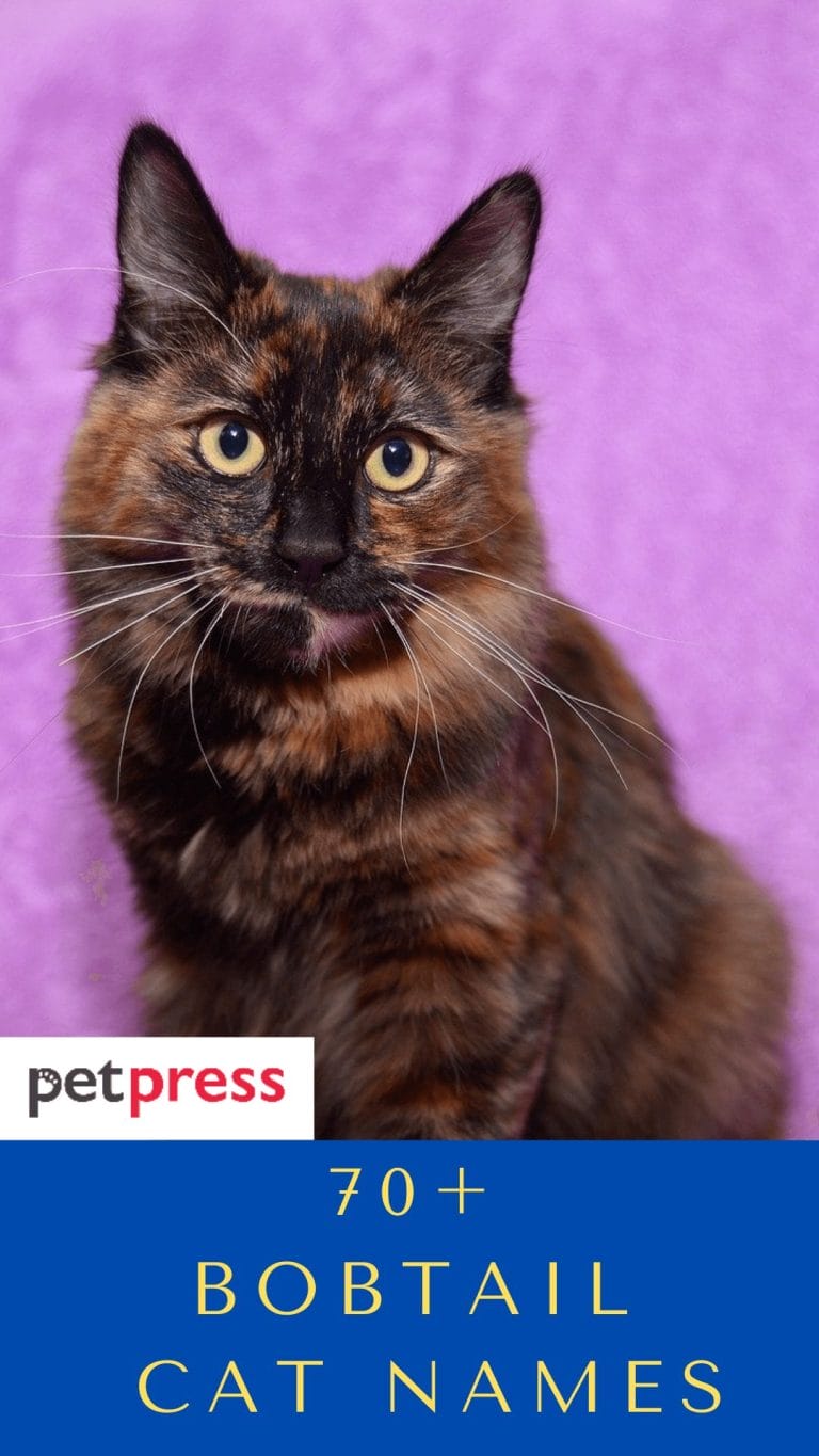 70+ Bobtail Cat Names Unique Bobtail Cat Name Ideas For Your Kitten