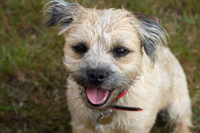 border-terrier