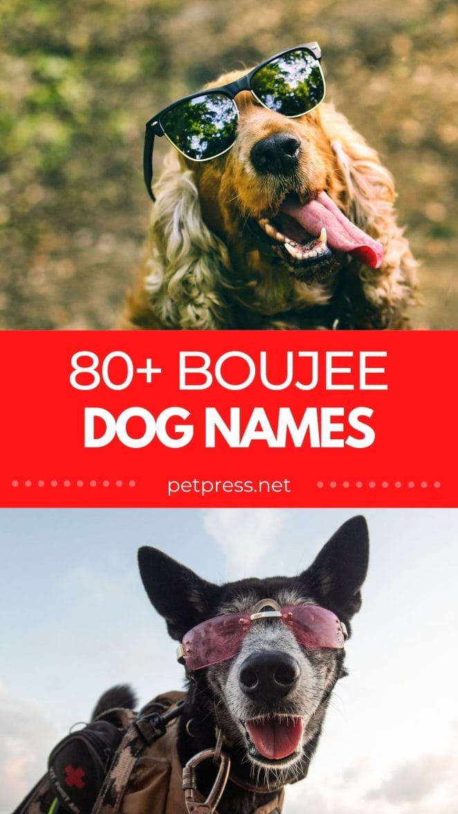 boujee dog names