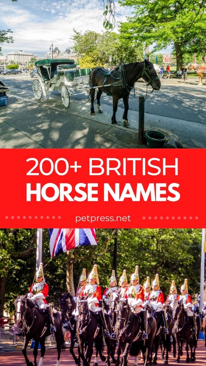 british horse names