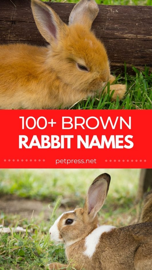 100+ Best Brown Rabbit Names Cute and Funny Pet Bunny Name Ideas