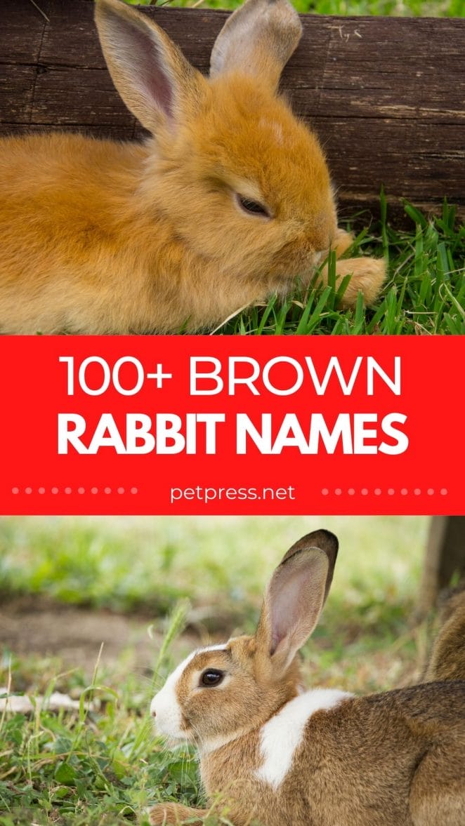 brown rabbit names