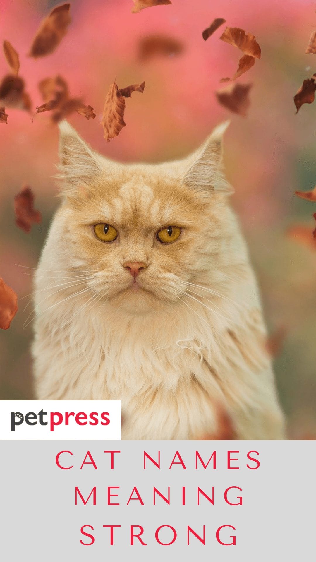 100 Cat Names Meaning Strong For Both Male And Female Kitten 100 Cat Names Meaning Strong For Both Male And Female Kitten