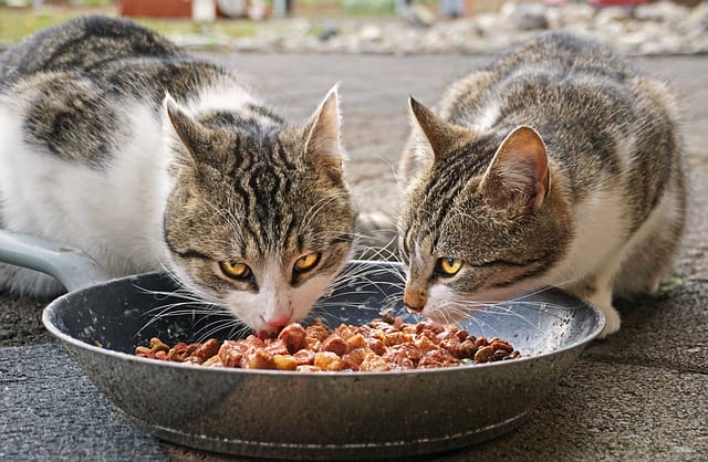 cats-food