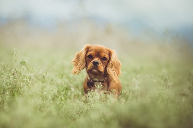 cavalier-king-charles-spaniel