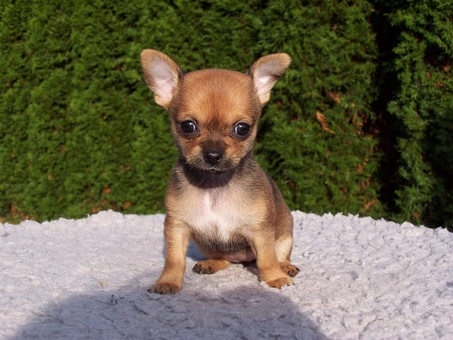 chihuahua